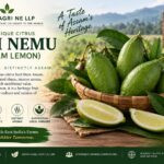 Kaji Nemu (Assam Lemon)