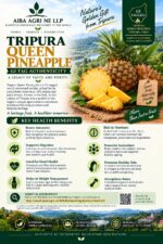 Queen Pineapple (Tripura) - Image 2