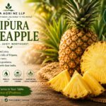 Queen Pineapple (Tripura)